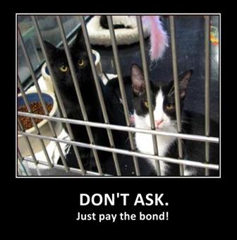 cats_in_jail_2